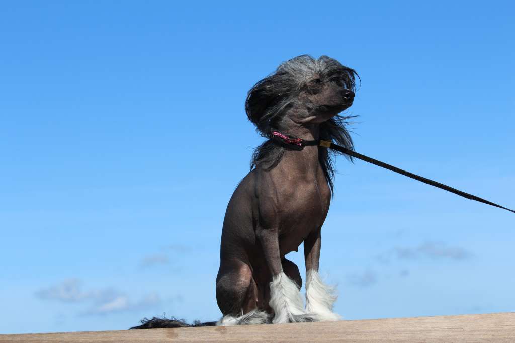 Kalimera's Creamy Saganaki