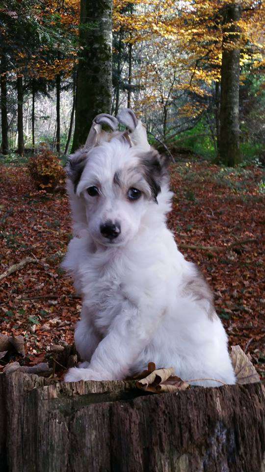 Dazzle von Shinbashi