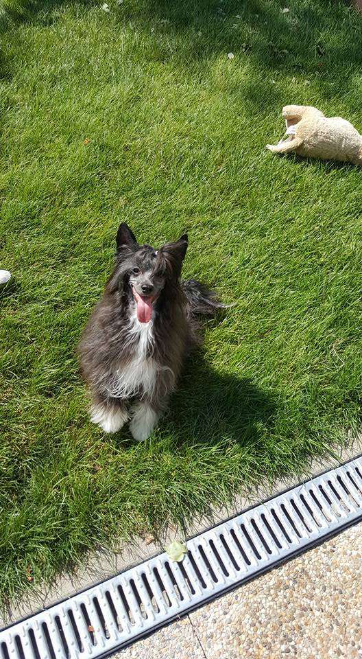 Indigo Star Diamond of the Night