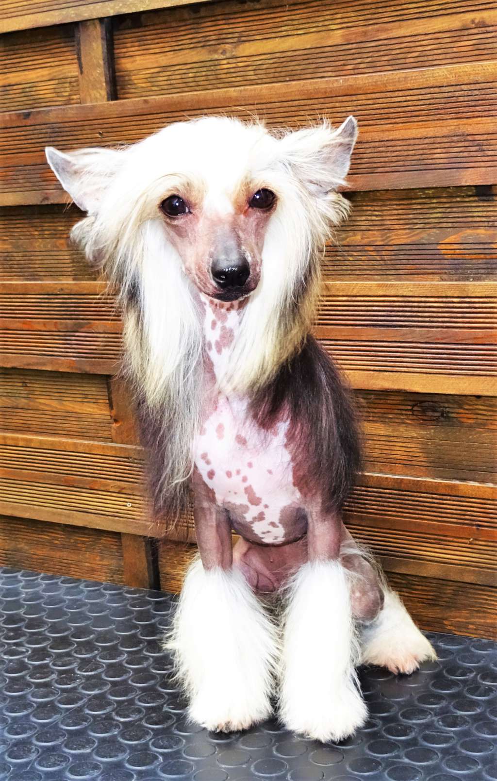 Ivory Diamond of the Night