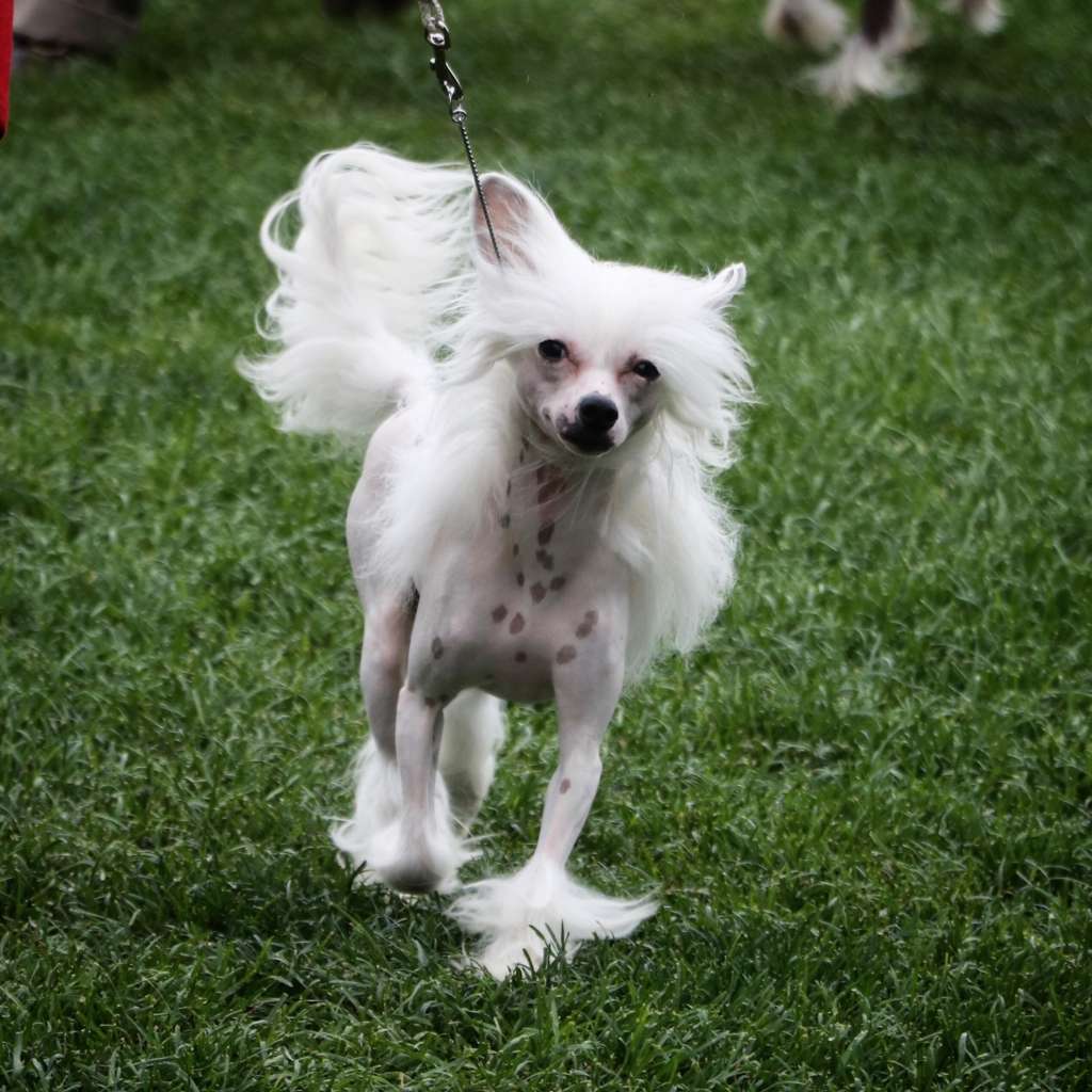 GCH Taja Blanca Valentina