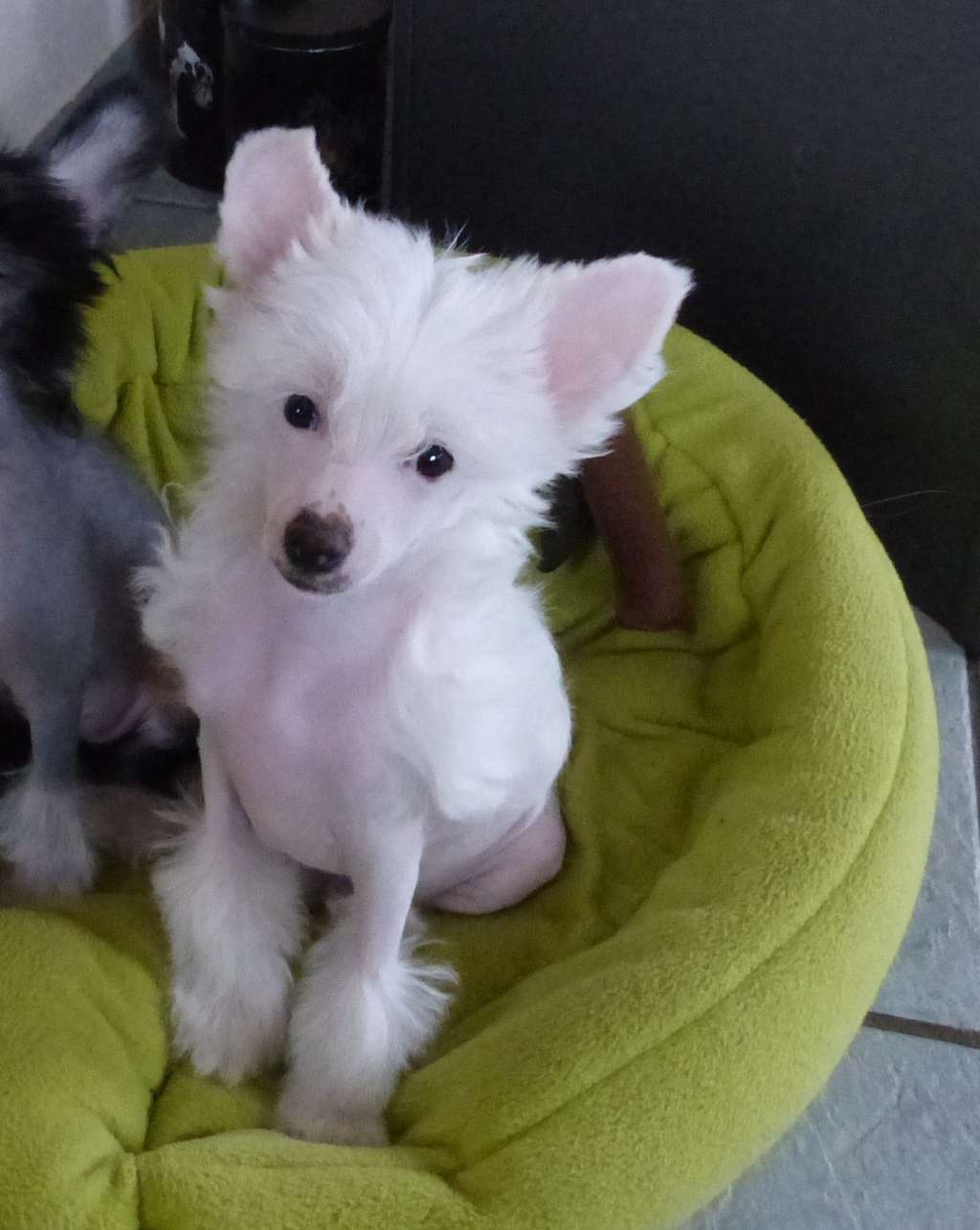 Eytana vom Apfelland