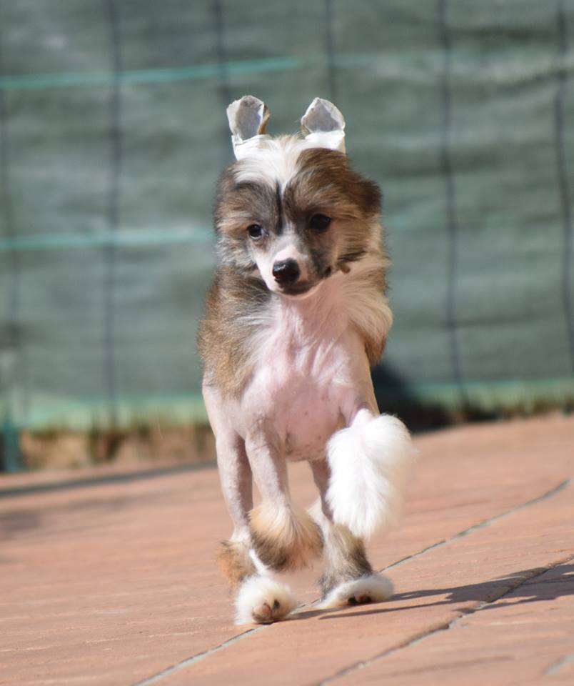 Dakota rose Sweet Little Angel