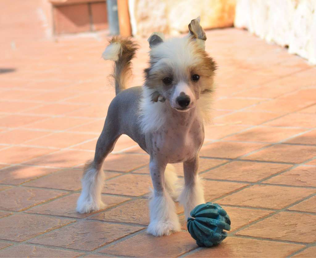 Dakota Rose Wolly Socks