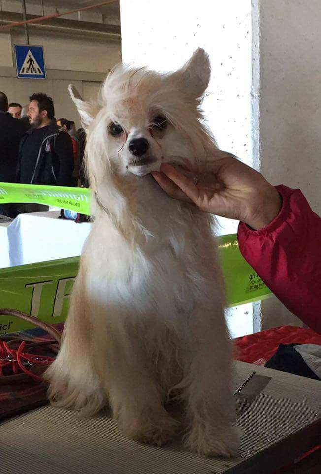 JrItCh Dakota Rose Italian Honey