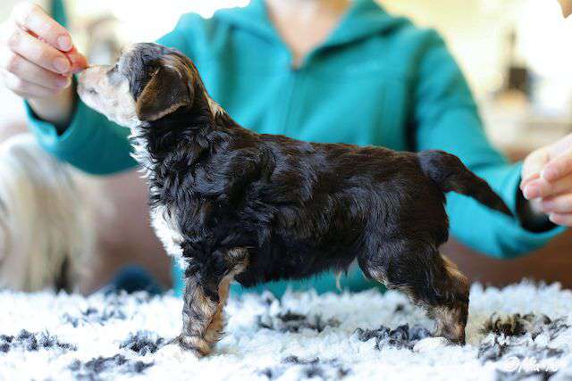 Windy Willow's I Walk the Line