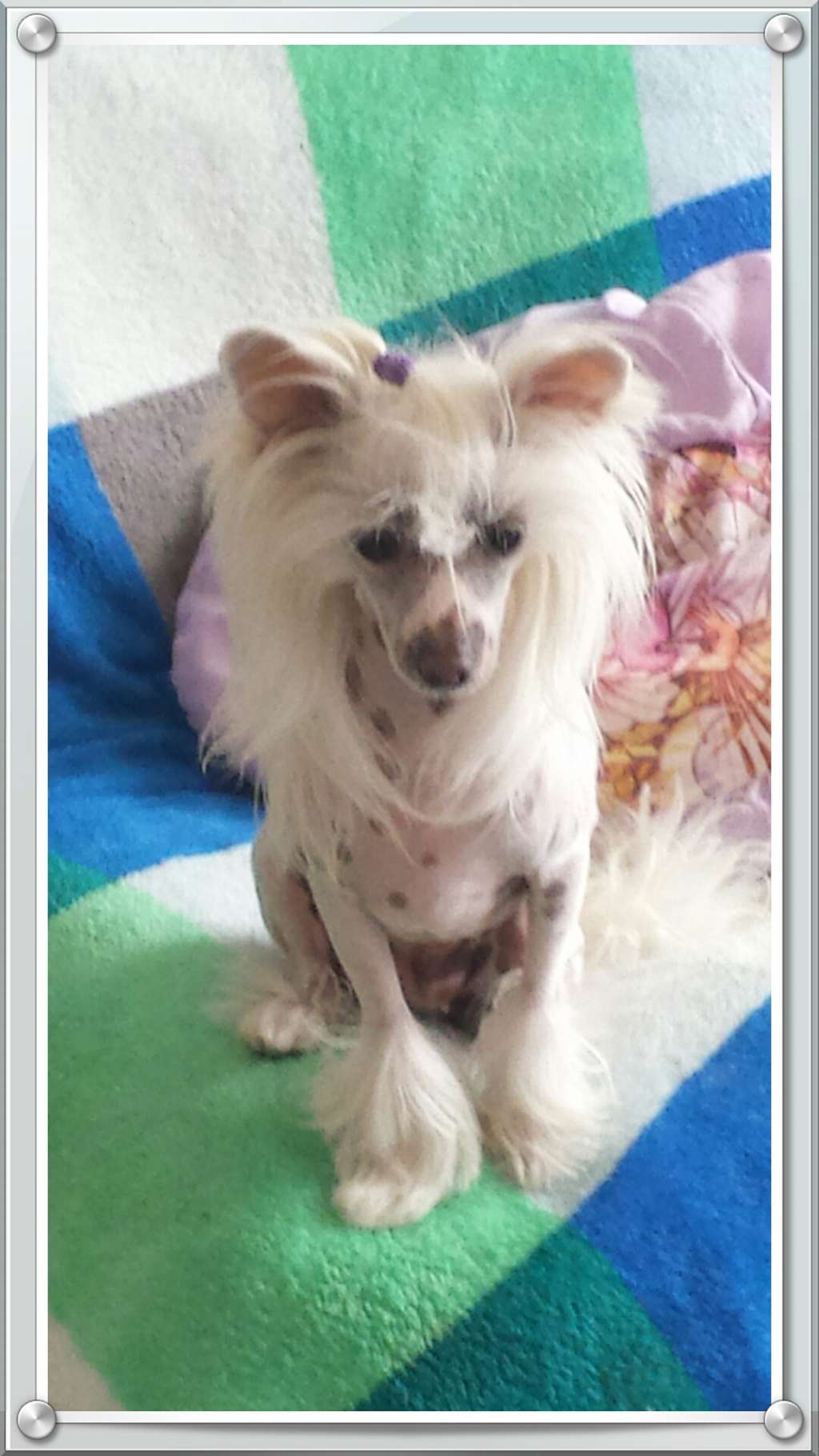 Lollipop des Picholines