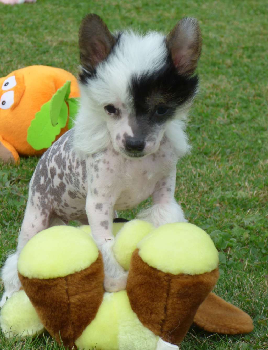 Feebee z Jestrebiho kralovstvi