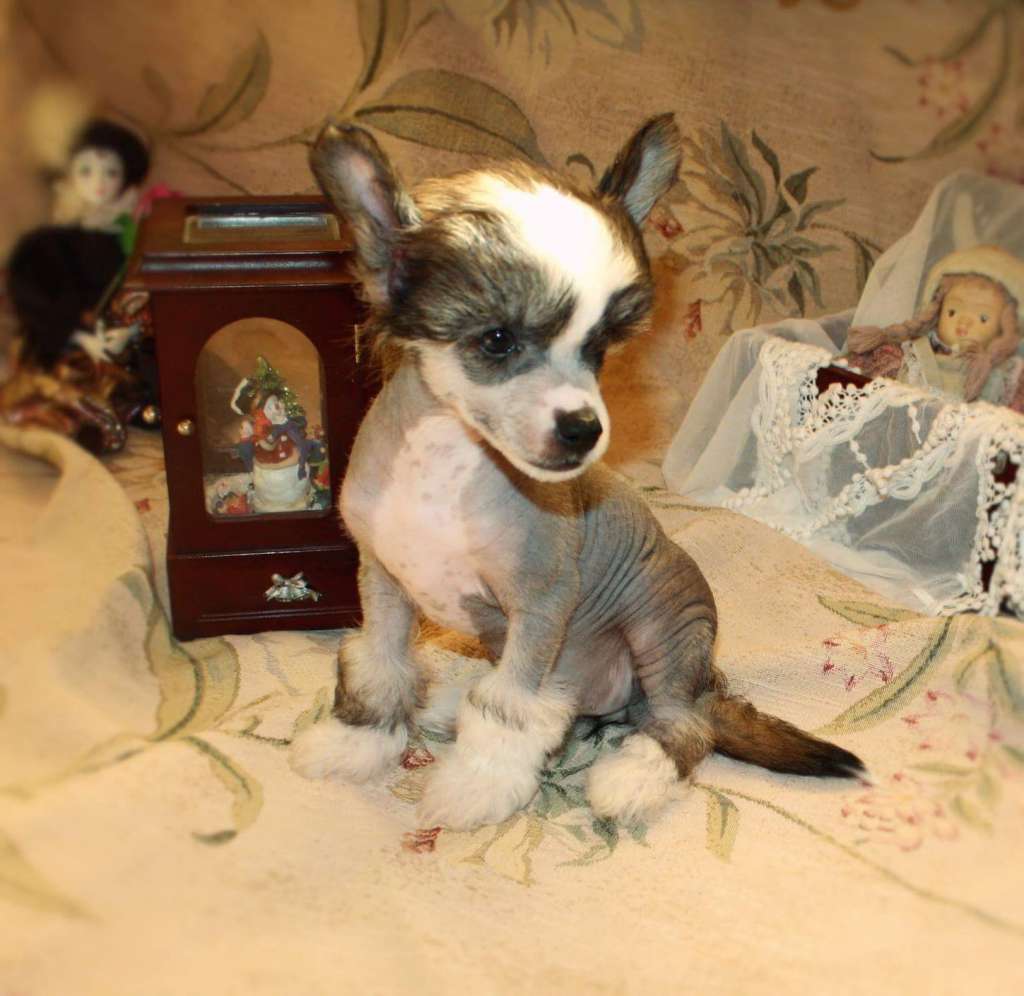 Feldeiso Elisabet Graceful