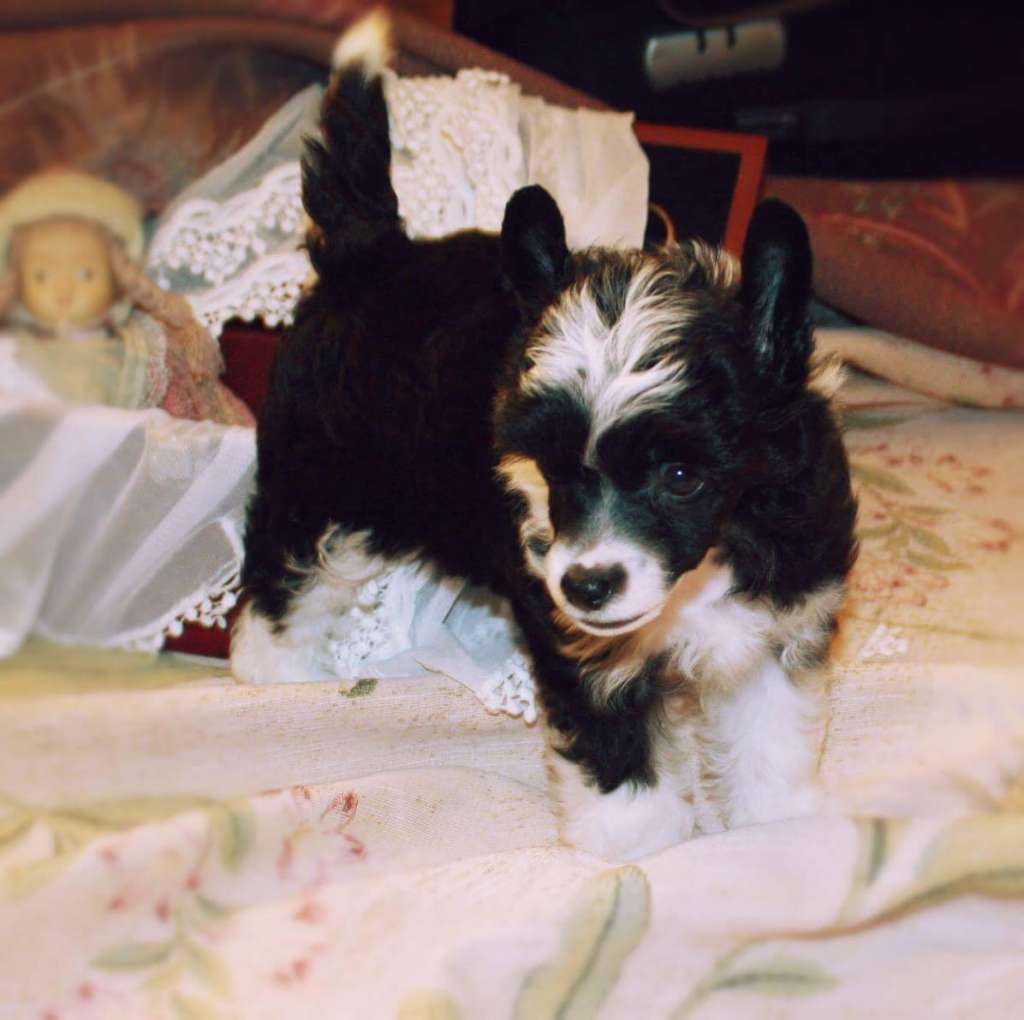 Feldeiso Edvard Gentle