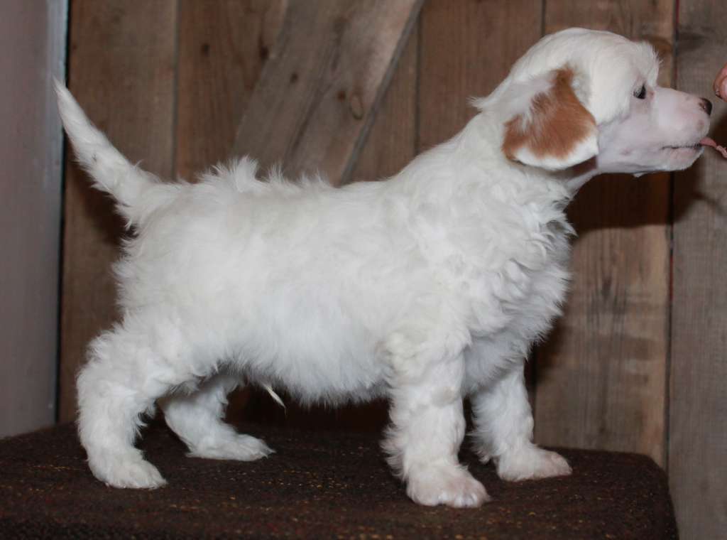 Chattanooga's Vippaa Mulle Viitonen