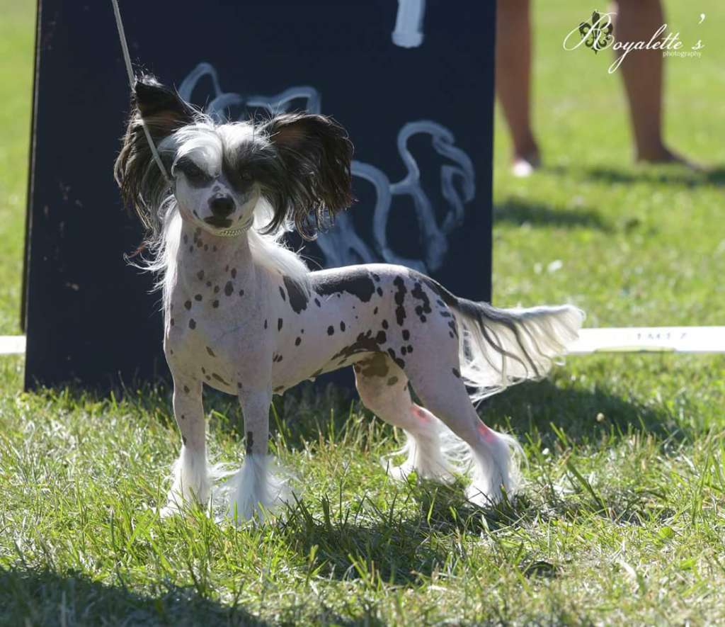 Chattanooga's Voiko Tämä Olla Totta
