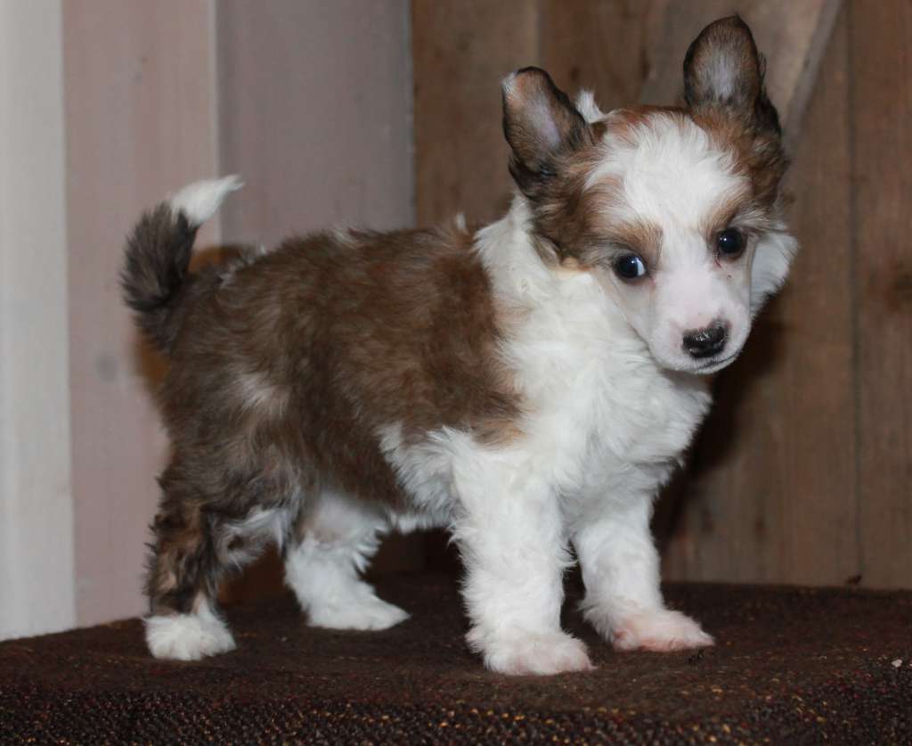 Chattanooga's Kaunis Kaaos