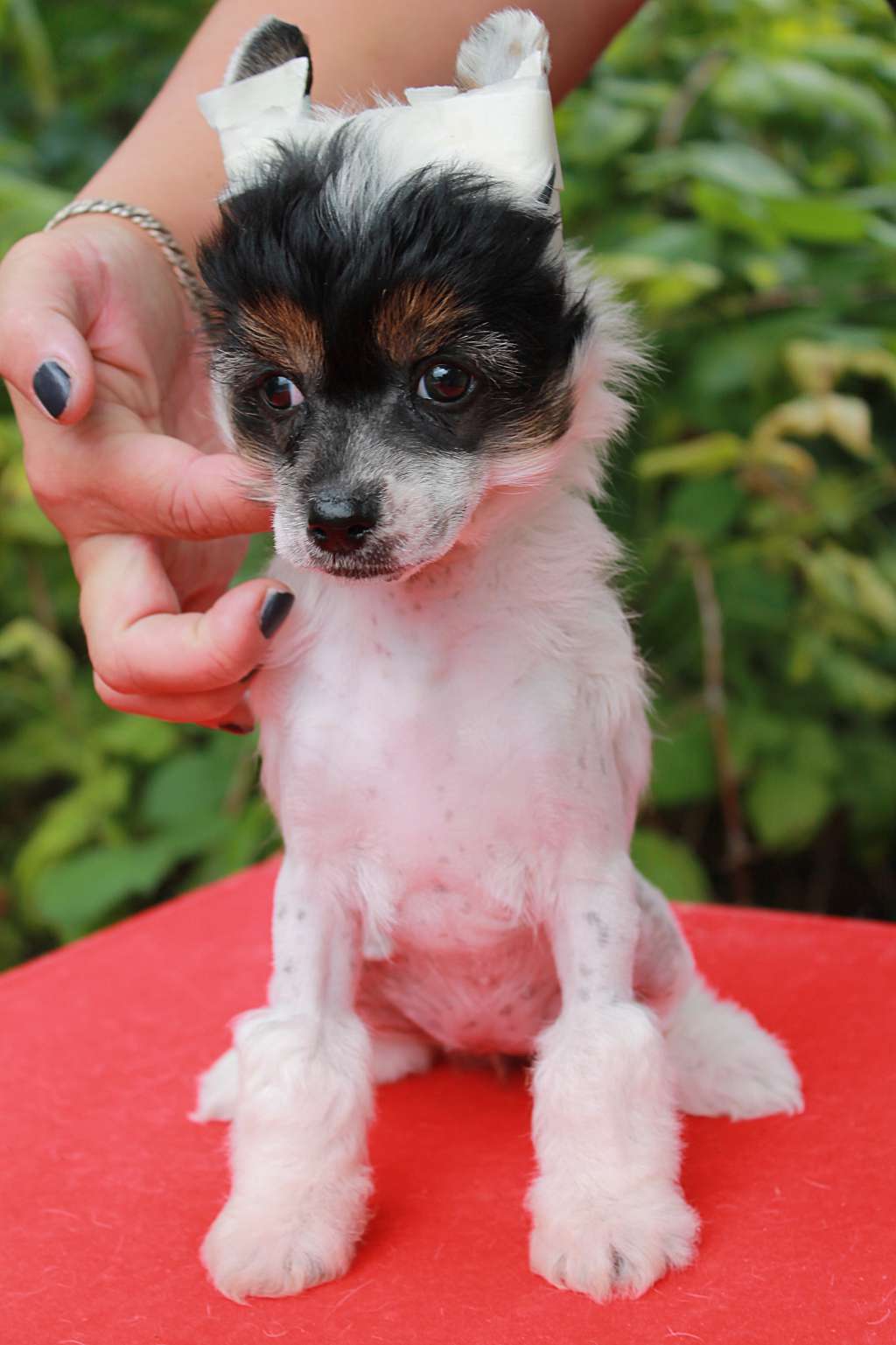 Hohlaty Glamour Gemchugina