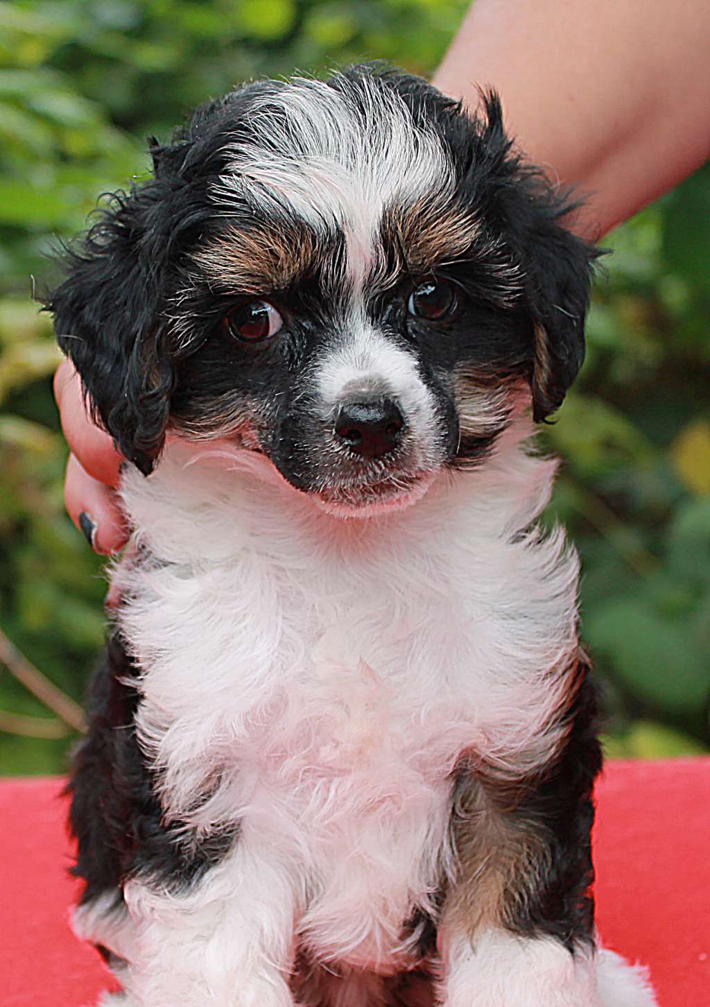 Hohlaty Glamour Gantil