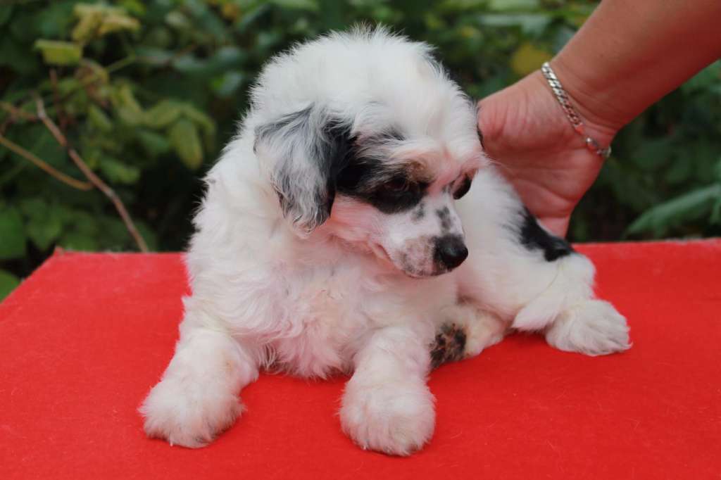 Hohlaty Glamour Gyuranson