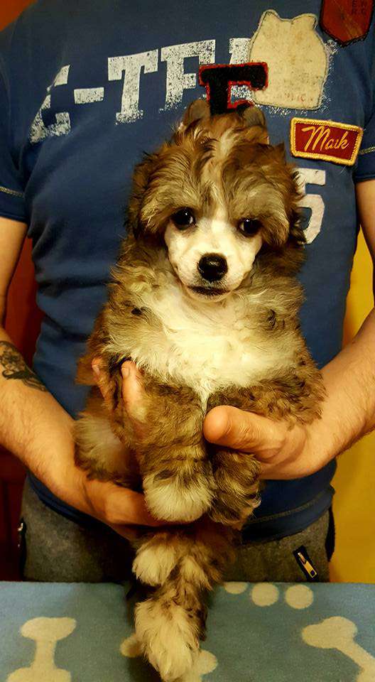 De Cabanelas For if the flies