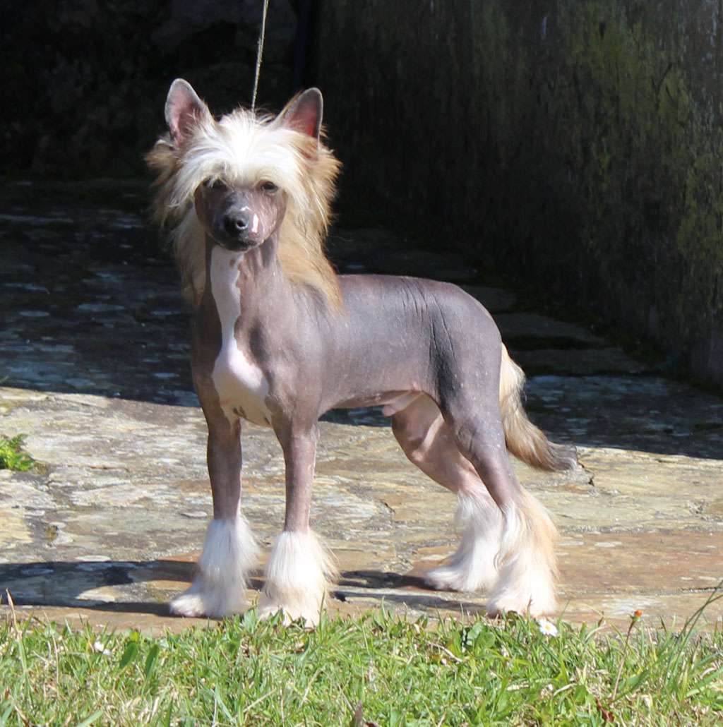 De Cabanelas Dream is free