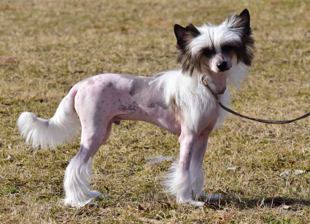 Baltasar vom Tornitzer Moor