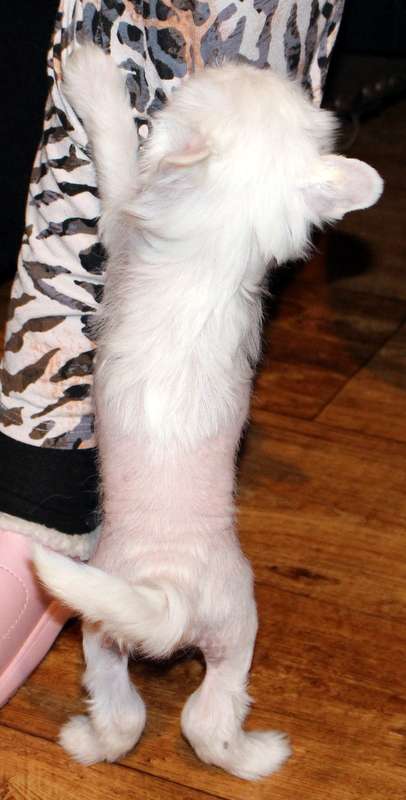 Ayumi mon petit chinois