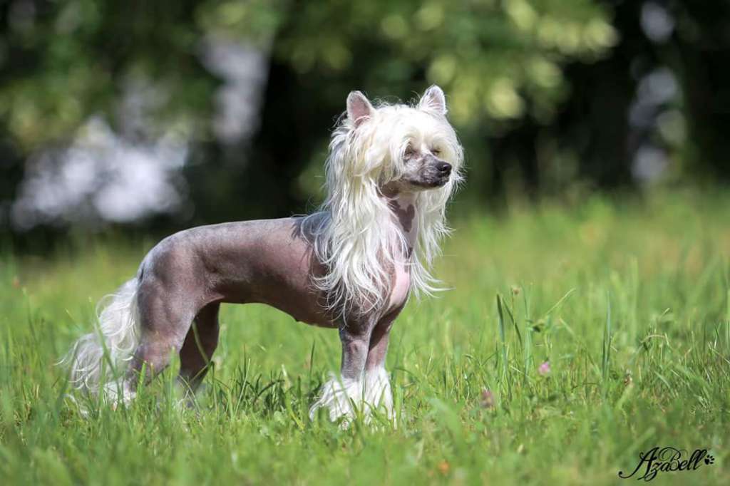 Brown Sugar Hairy Spirit