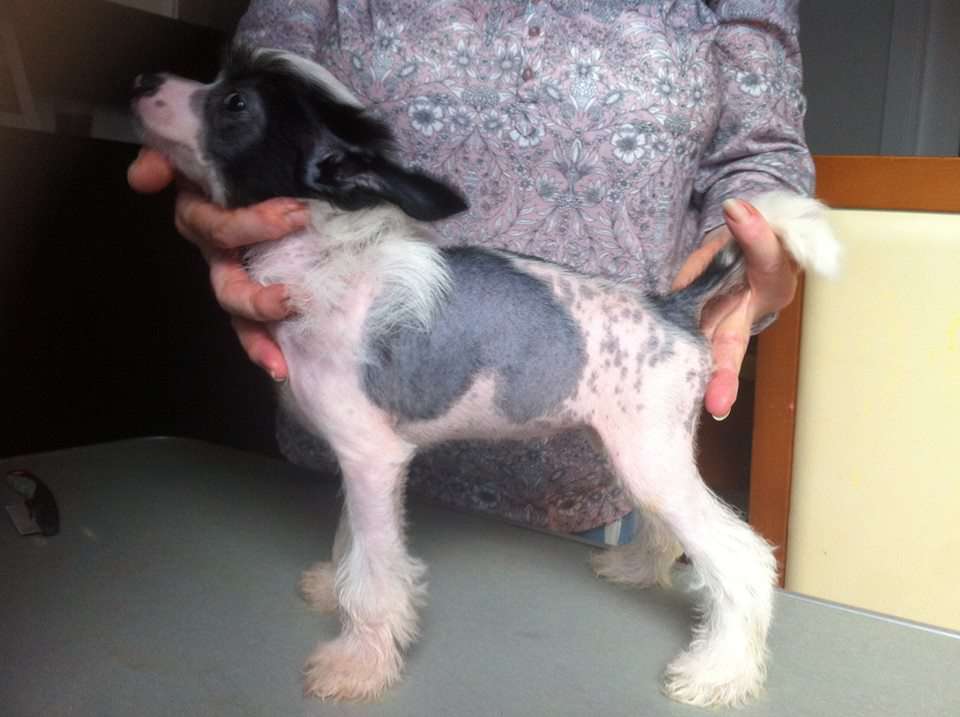 Doroty de Komorebi Dreams