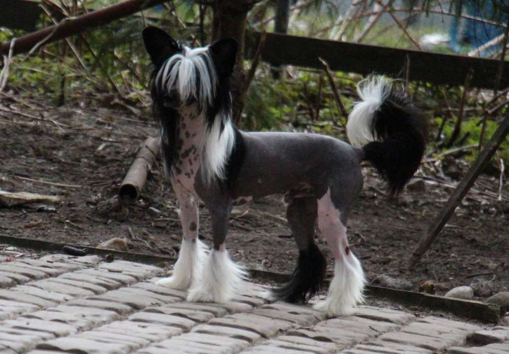 Volshebnaja Loshadka Kai