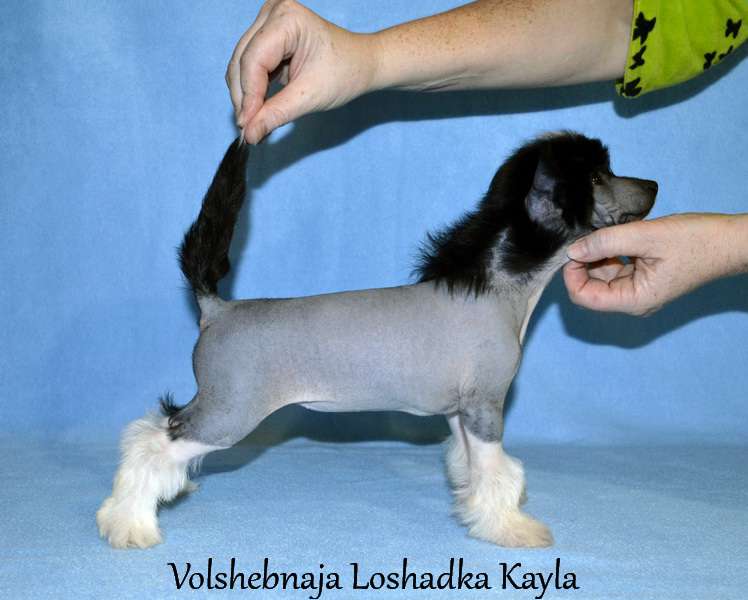 Volshebnaja Loshadka Kayla