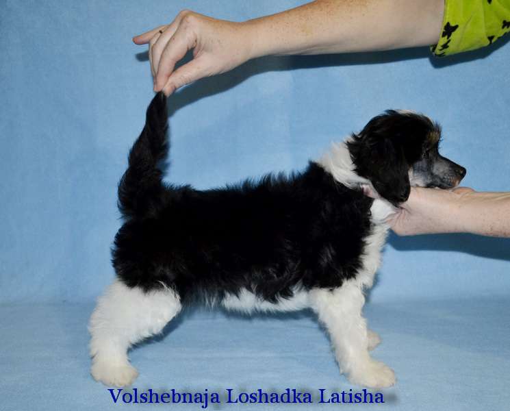 Volshebnaja Loshadka Latisha
