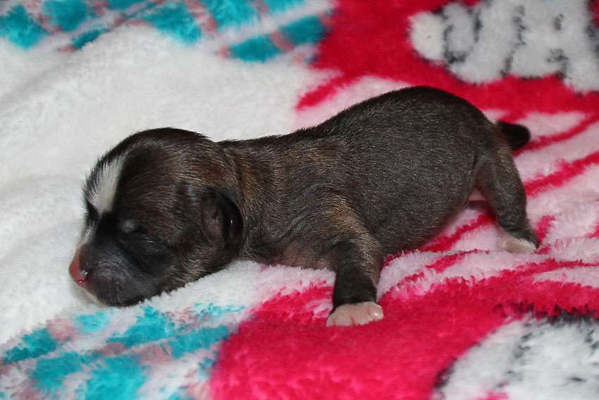 Silkencrest Grace Kelly