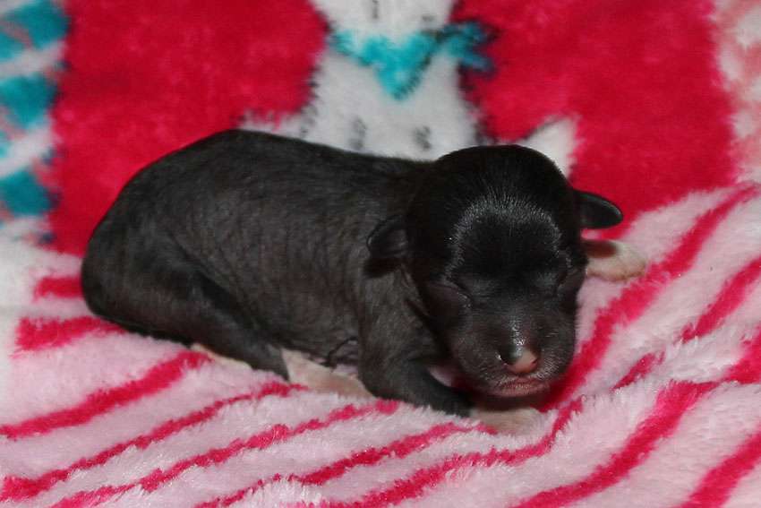 Silkencrest Gundel Gaukeley