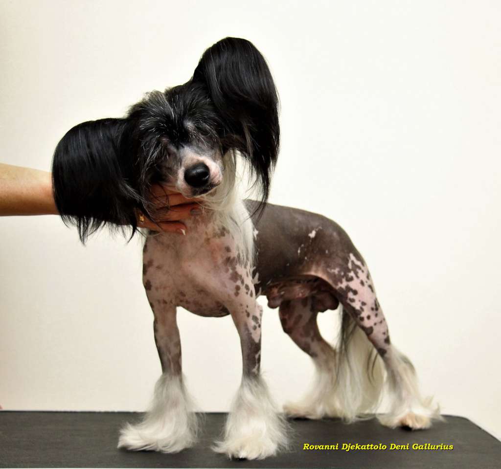 Rovanni Djekattolo Deni Gallurius