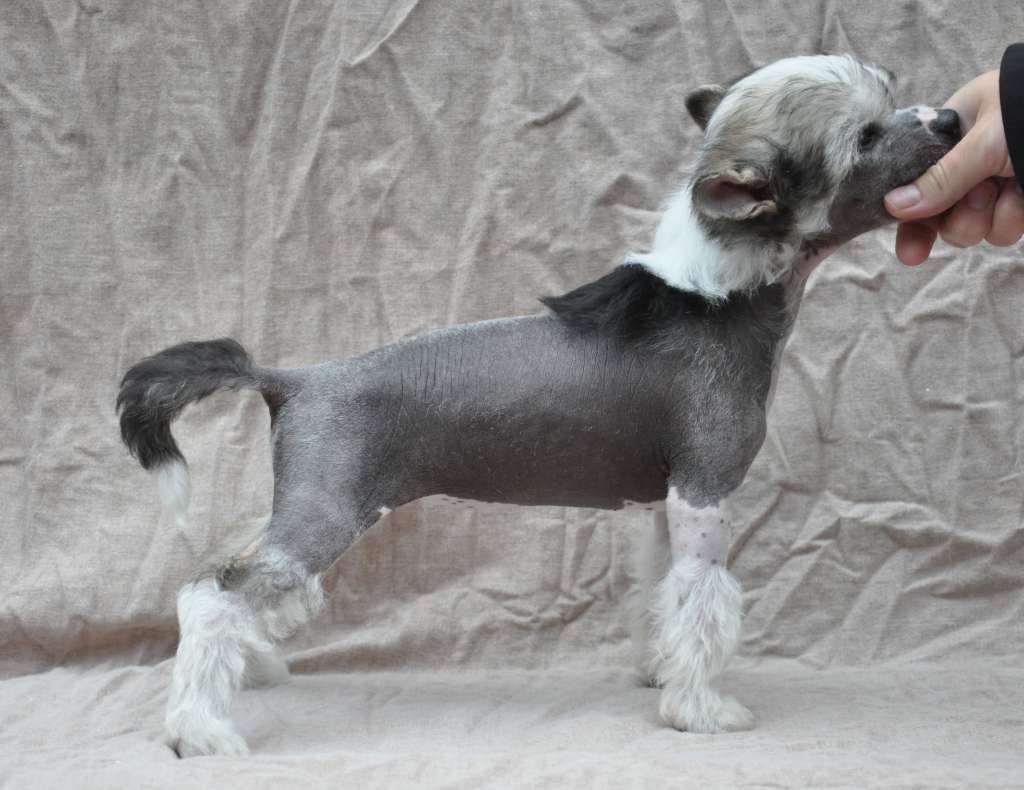 Wildeers Adessa Special