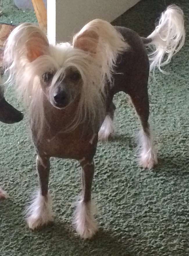 BJ's Im A Punk Rockin Pony