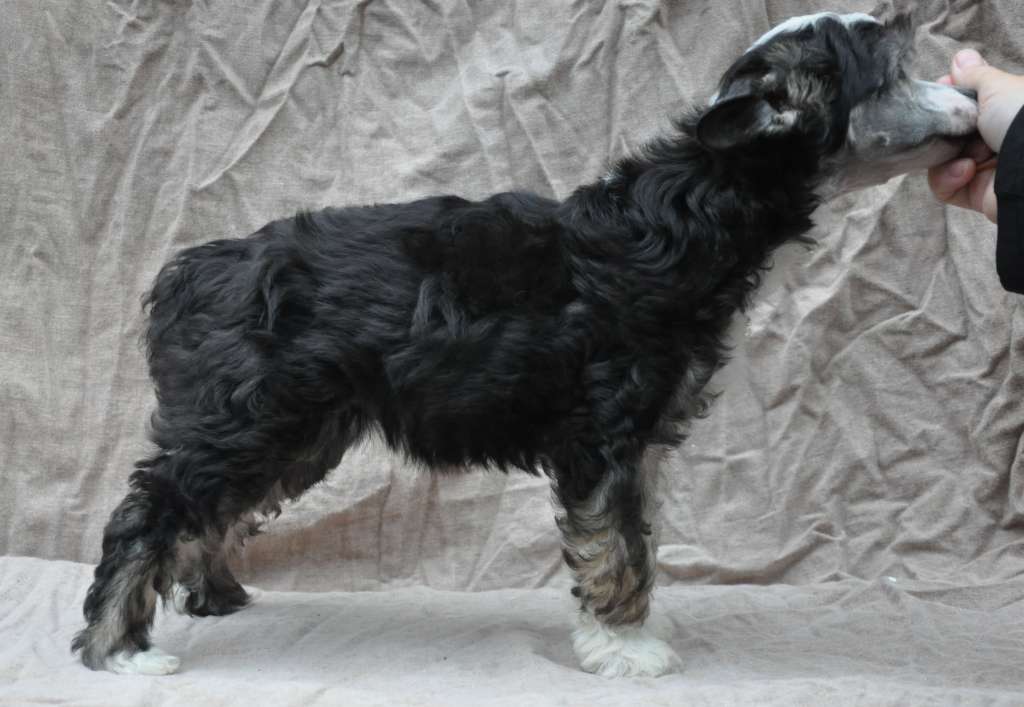 Wildeers Ariella Power