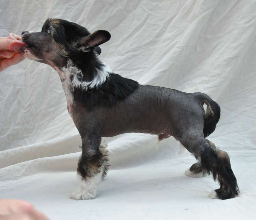 Wildeers Ascot Rainbow