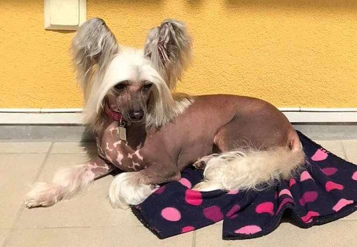 Anna Sky Kennel Mirabelle Eau-de-vie