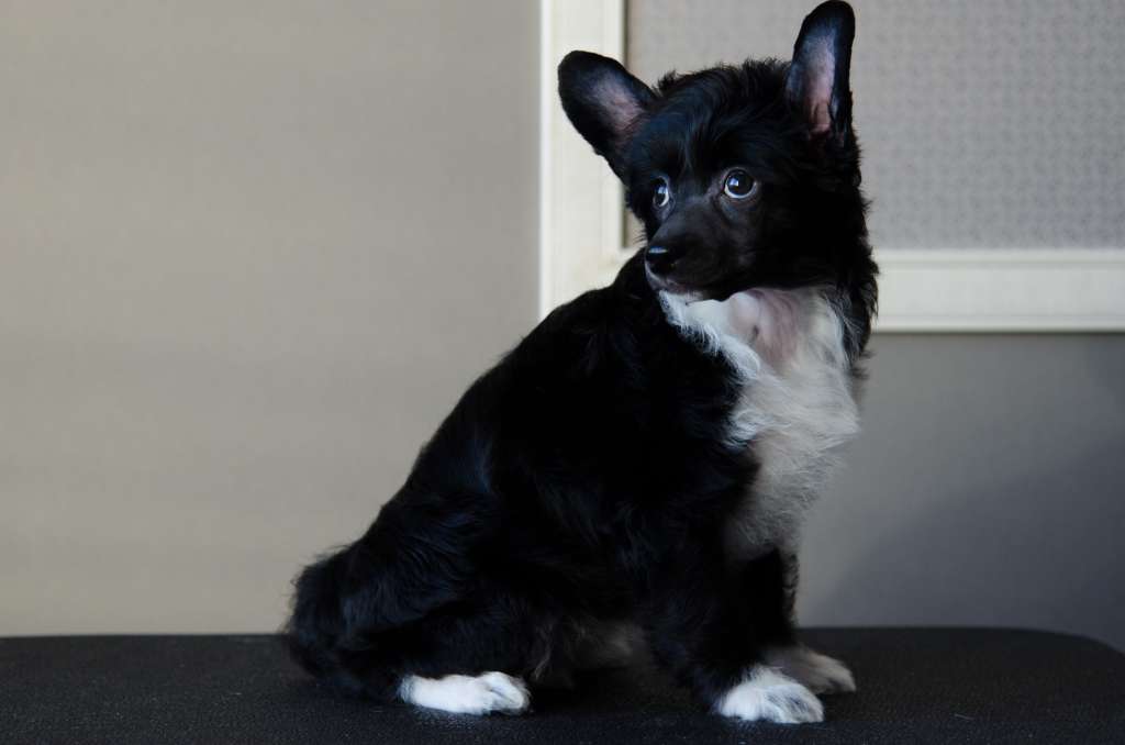 Anna Sky Kennel Mea Vita Et Anima Es