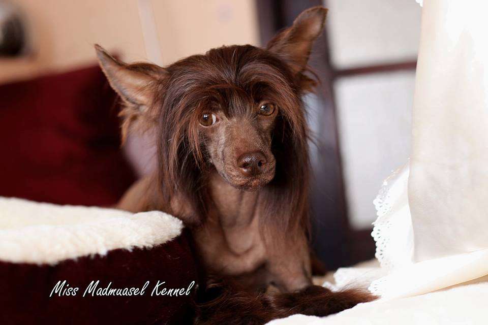 Miss Madmuazel Gerard