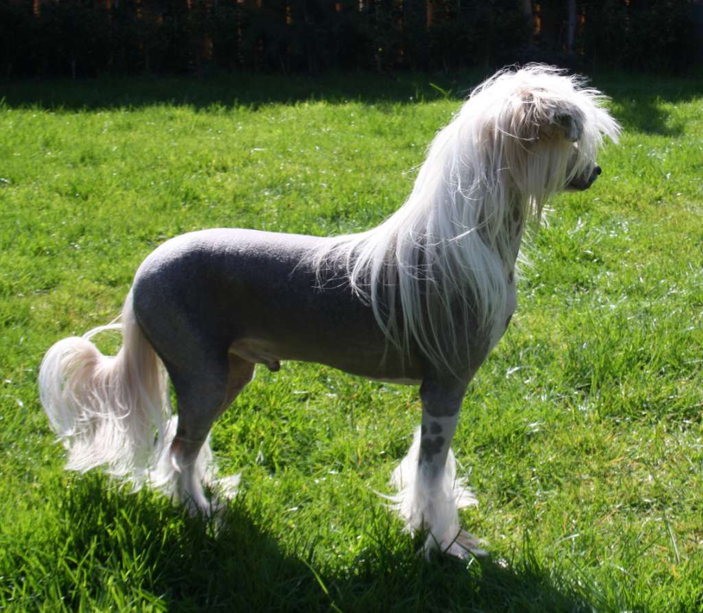 Mind Unleashed of Angel's Legacy