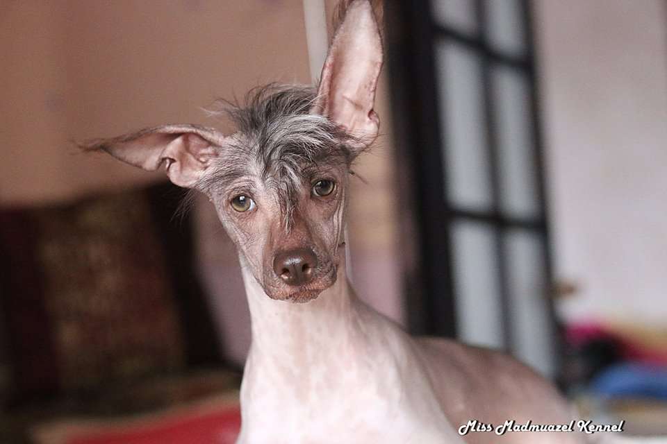 Miss Madmuasel Zhastin