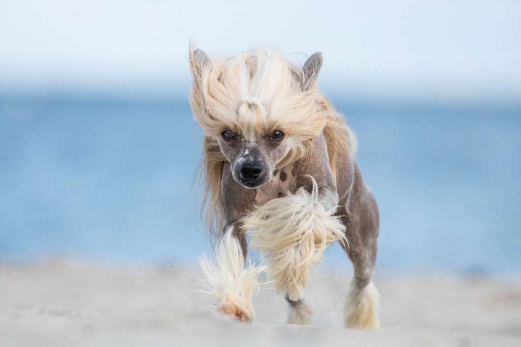 Little Rehma's Humphrey