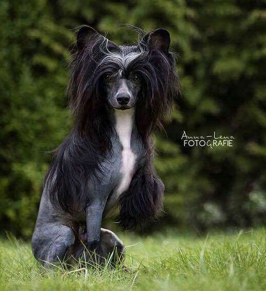 Little Rehma's Iceman Titus