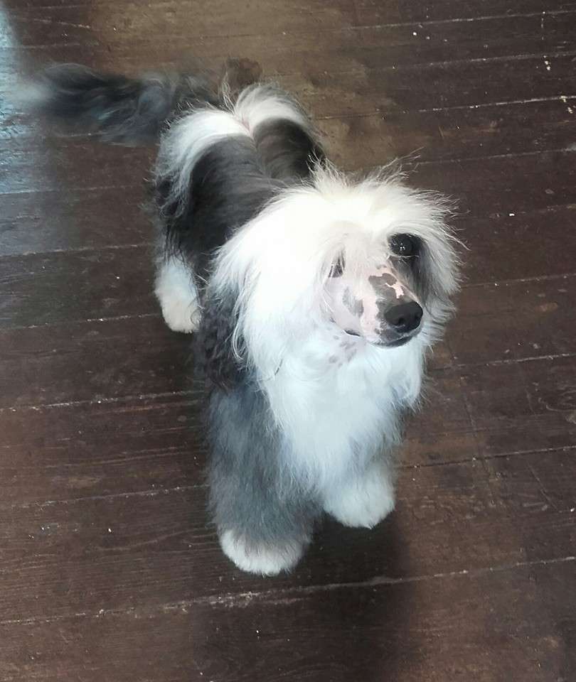 lospoochinos pandamonium