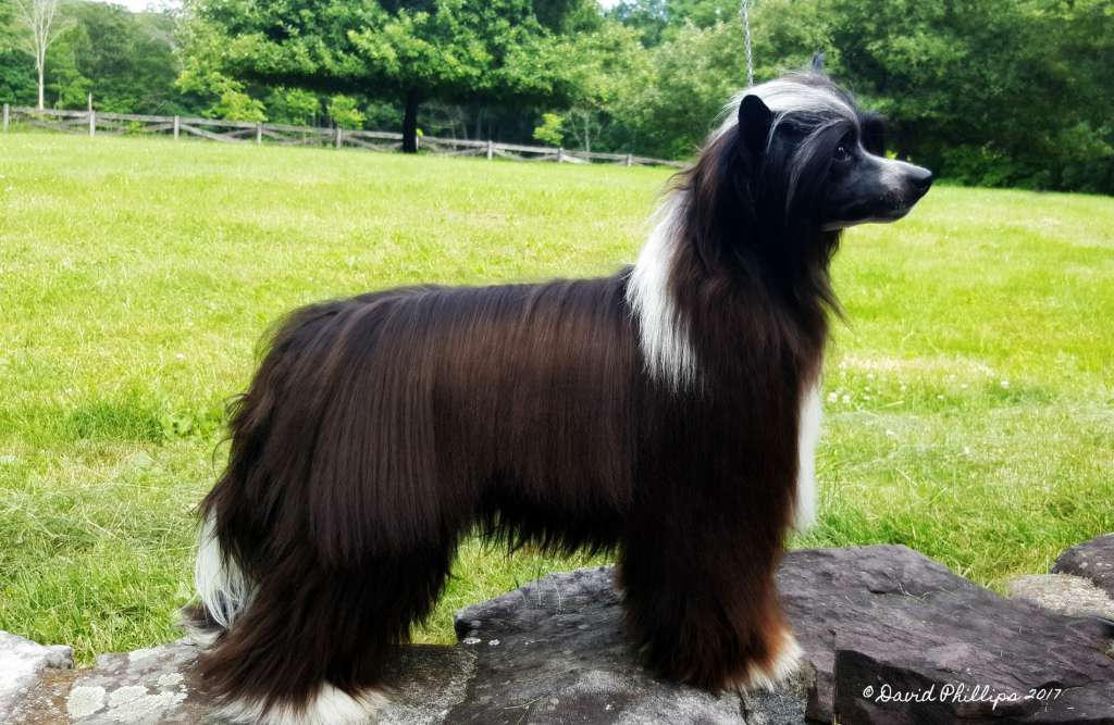 Zhen's A Fortune In Dreams at Wickhaven