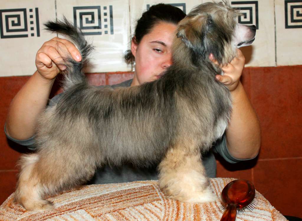 Westley Molosos Gratzi