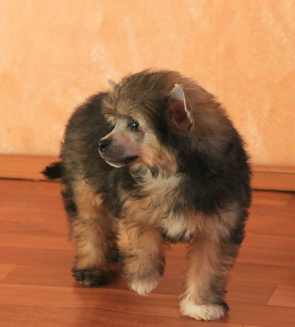 Wilma Molosos Gratzi