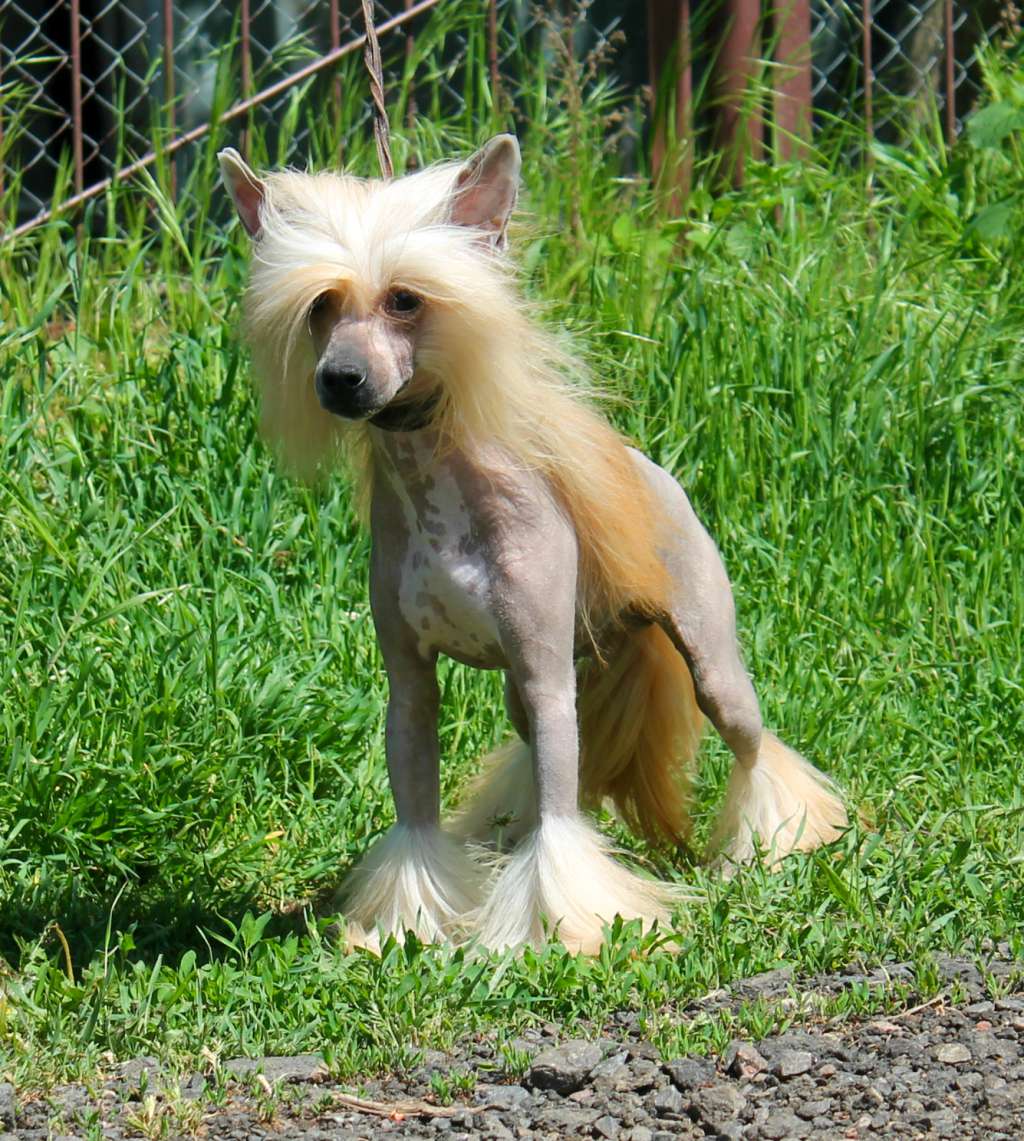 Winner Molosos Gratzi