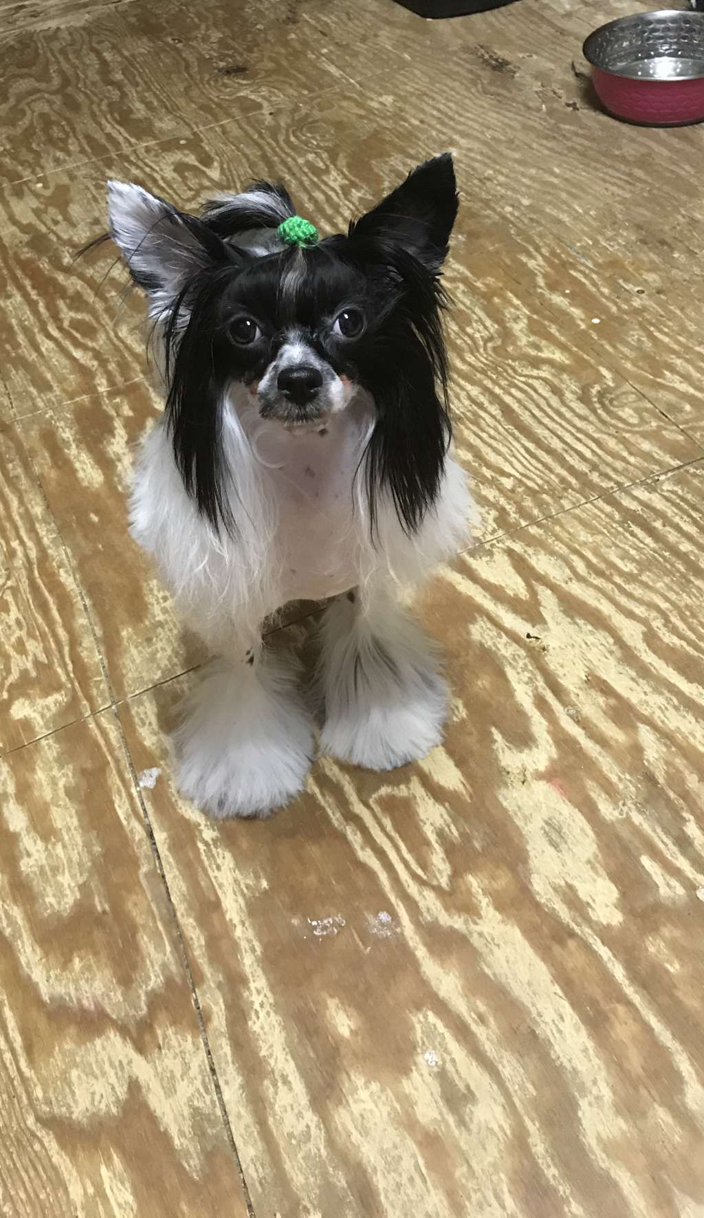 FaeryDreamer N' LlynRaven's