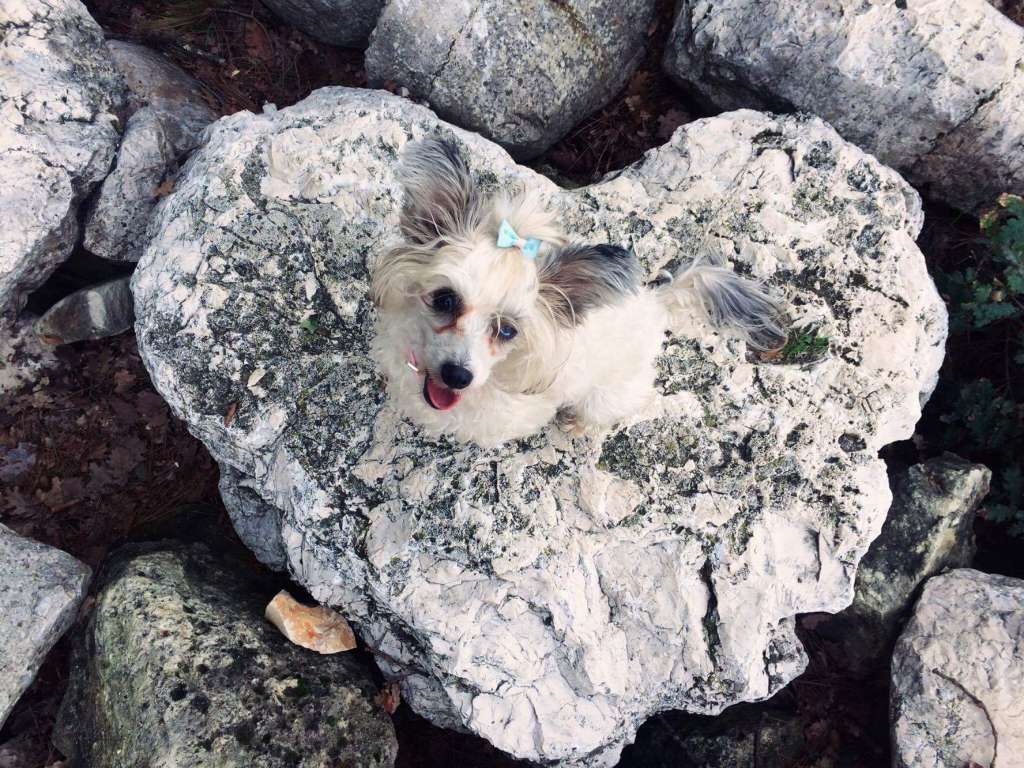 Gold Toradora Moon-Moon